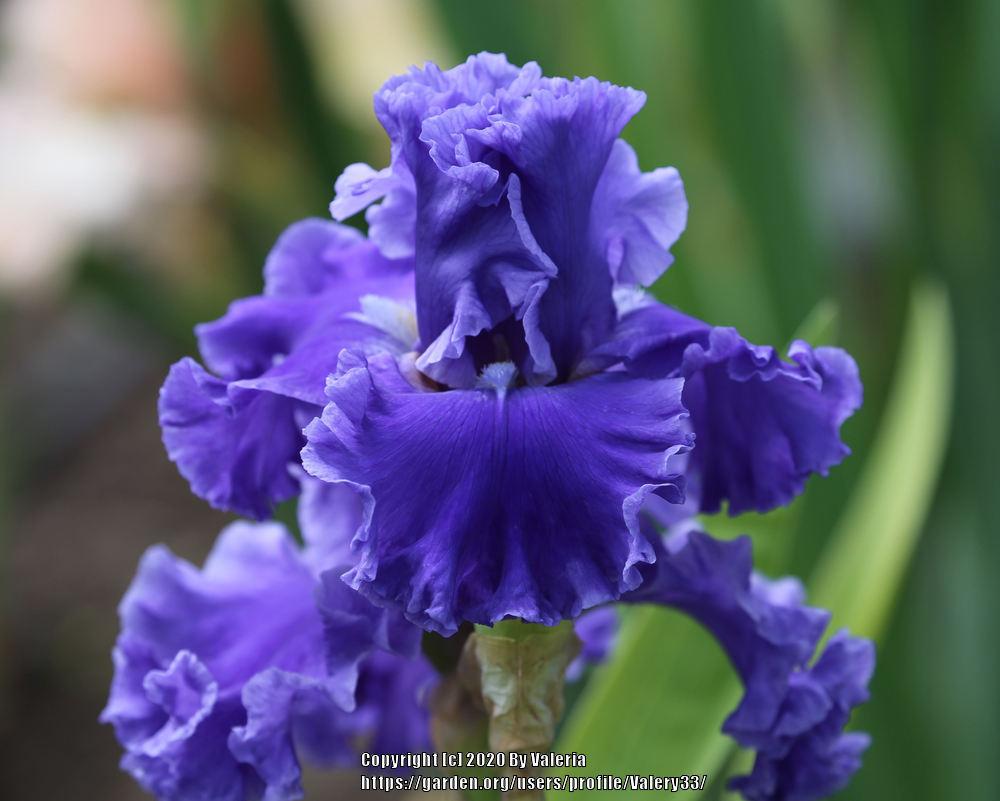 Photo of Tall Bearded Iris (Iris 'Adriatic Waves') uploaded by Valery33