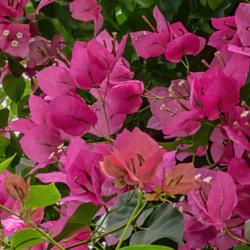 Location: Conservatory, Hidden Lake Gardens, Michigan
Date: 2018-08-17
Bougainvillea - You can see blooms (white) and buds (pink), but a