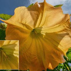 Location: Hidden Lake Gardens, Michigan
Date: 2018-08-17
Angel's Trumpet, brugmansia - in order to see the stamens, either