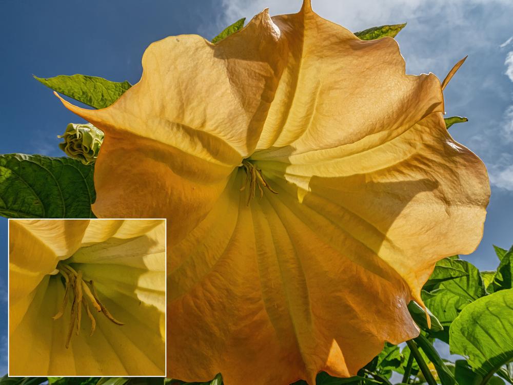 Photo of Angel's Trumpets (Brugmansia) uploaded by arctangent
