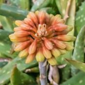 Aloe sinkatana buds