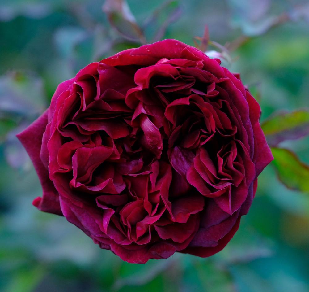 Photo of English Shrub Rose (Rosa 'Munstead Wood') uploaded by AnnKNCalif