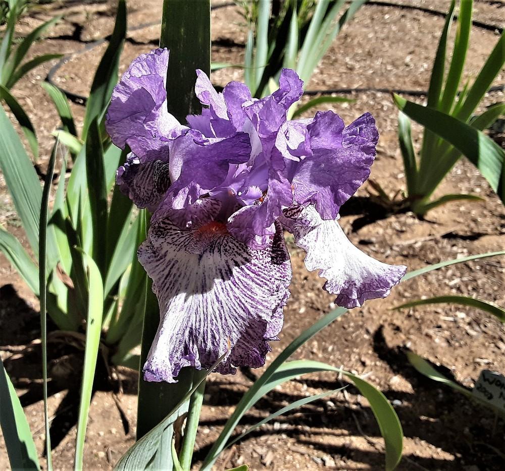 Photo of Tall Bearded Iris (Iris 'Splatter Art') uploaded by Bitoftrouble