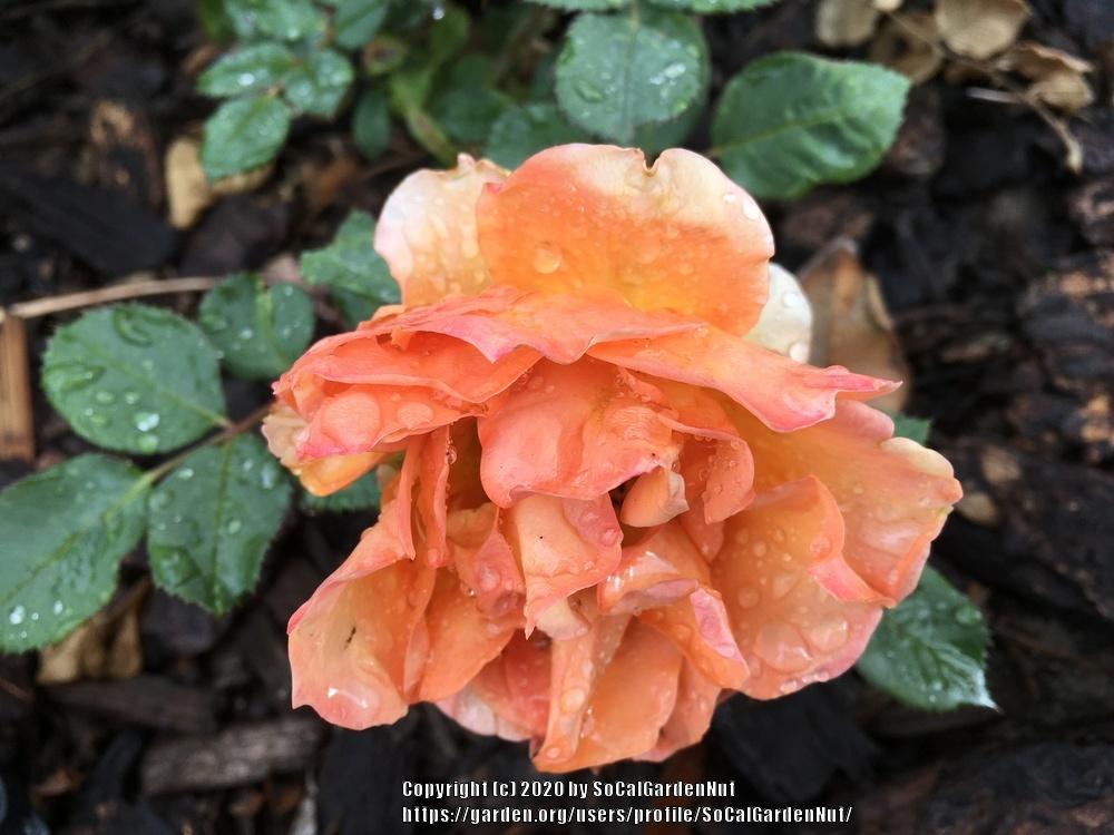 Photo of Rose (Rosa 'Gingersnap') uploaded by SoCalGardenNut