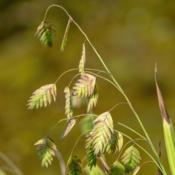 Poaceae:  Chasmanthium latifolium, Northern or inland sea oats, a
