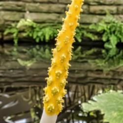 Location: Conservatory, Hidden Lake Gardens, Michigan
Date: 2018-03-17
Araceae:  Orontium aquaticum, Golden Club - spadix type bloom