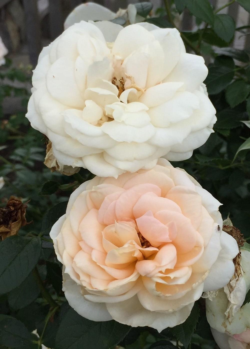 Photo of Floribunda Rose (Rosa 'Lions-Rose') uploaded by gregnc