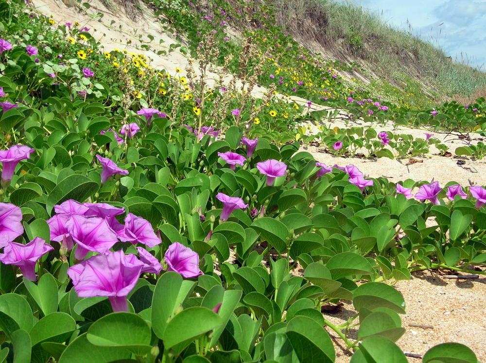 Photo of Beach Morning Glory (Ipomoea pes-caprae) uploaded by sunkissed