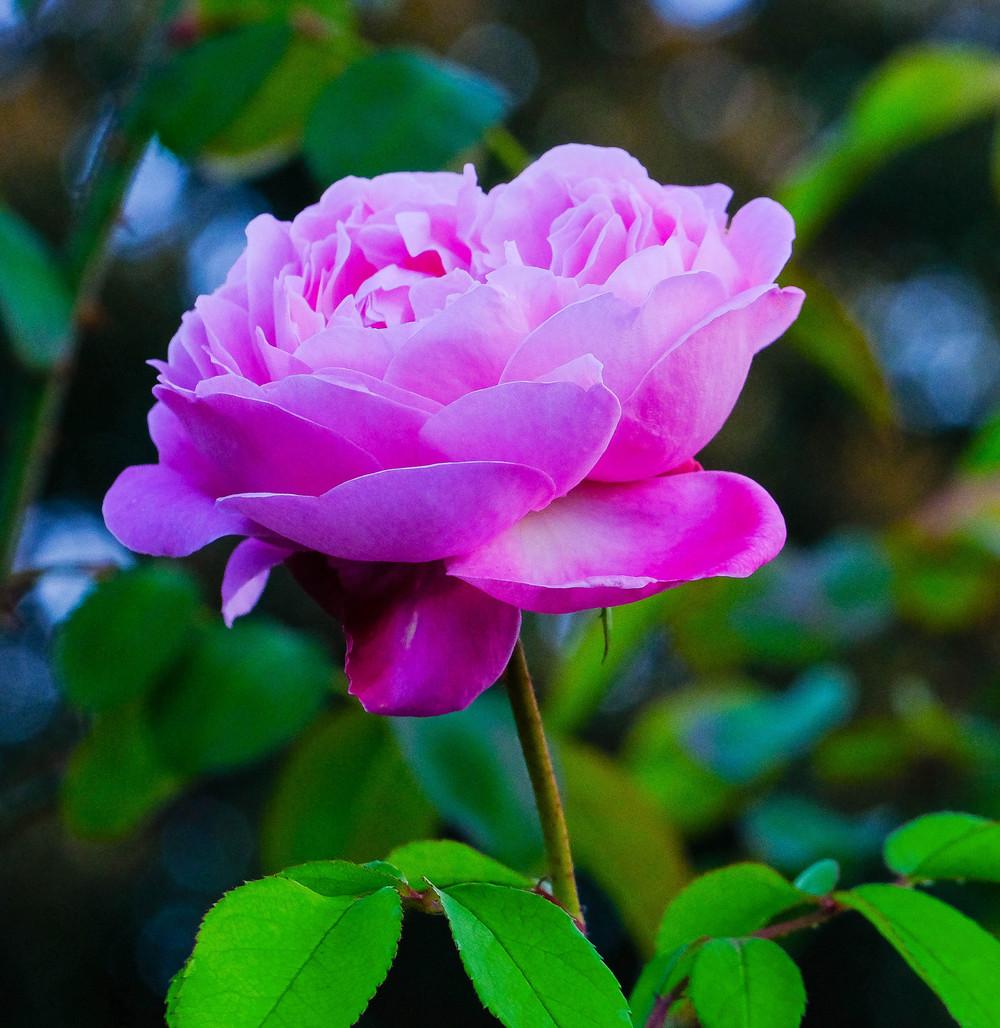 Photo of Rose (Rosa 'Mary Rose') uploaded by AnnKNCalif