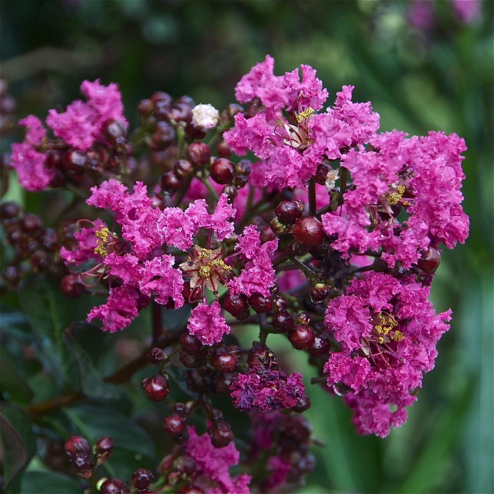 Photo of Crepe Myrtle (Lagerstroemia Pink Velour®) uploaded by Fleur569