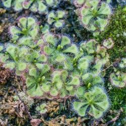 Location: Conservatory, Matthaei Botanical Gardens, Ann Arbor
Date: 2016-12-07
Drosera (sundew) - species not given in the display.  The tiny dr