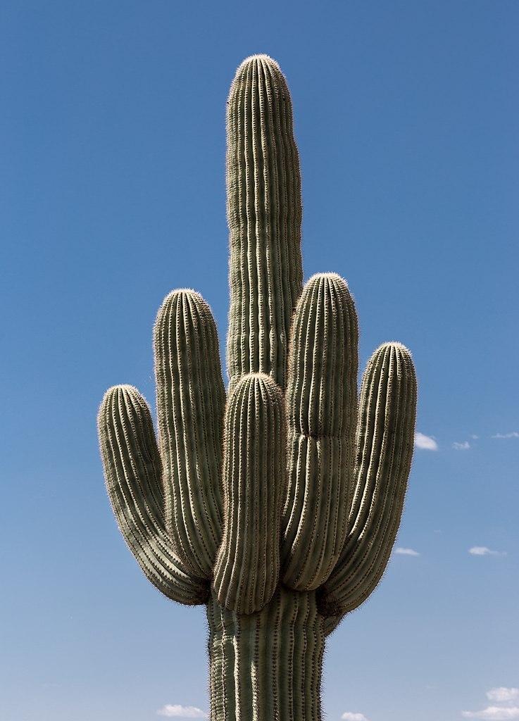 Photo of Saguaro (Carnegiea gigantea) uploaded by robertduval14