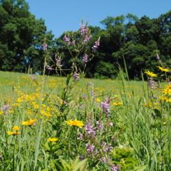 Location: Green Hills Preserve in southeast Pennsylvania
Date: 2018-07-19
pink flowers in meadow with yellow coreopsis around