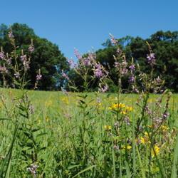 Location: Green Hills Preserve in southeast Pennsylvania
Date: 2018-07-19
plants in flower in meadow