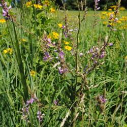 Location: Green Hills Preserve in southeast Pennsylvania
Date: 2018-07-19
top of plant and flowers