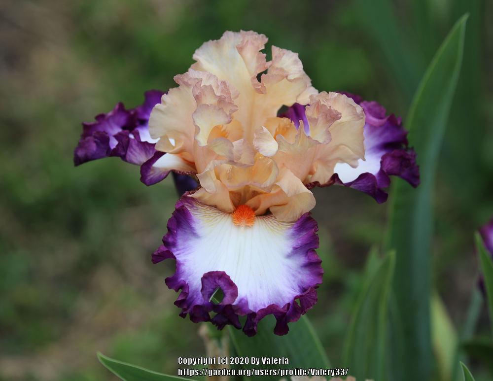 Photo of Tall Bearded Iris (Iris 'Brouhaha') uploaded by Valery33