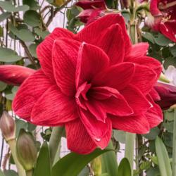 Location: Conservatory, Hidden Lake Gardens, Michigan
Date: 2018-03-10
Petals of Double Dragon have a matte, rather than a glossy surfac