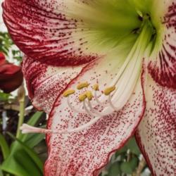 Location: Conservatory, Hidden Lake Gardens, Michigan
Date: 2018-03-10
Amaryllis 'Flamenco Queen' - detail of stamens, stigma, and style