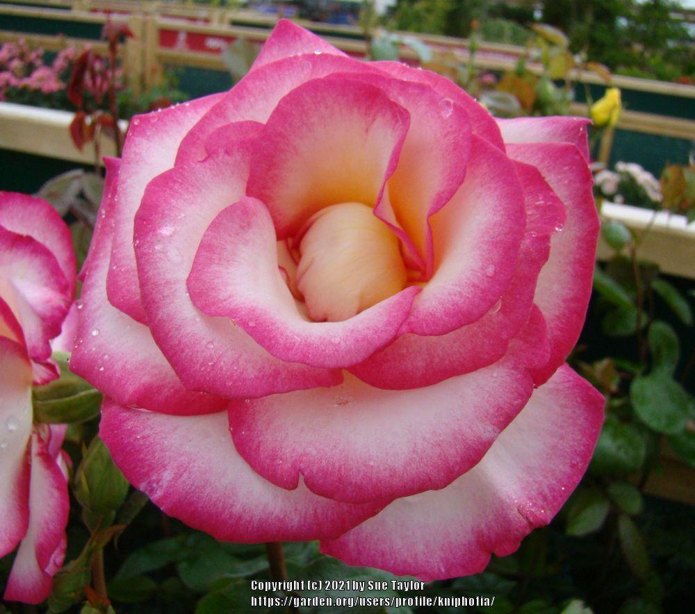 Photo of Rose (Rosa 'Handel') uploaded by kniphofia