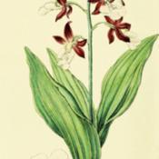 illustration by Miss Drake from 'Edwards's Botanical Register', 1