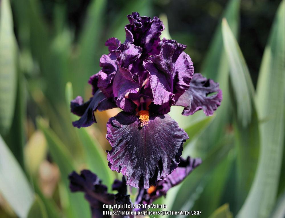 Photo of Tall Bearded Iris (Iris 'Black Magic Woman') uploaded by Valery33