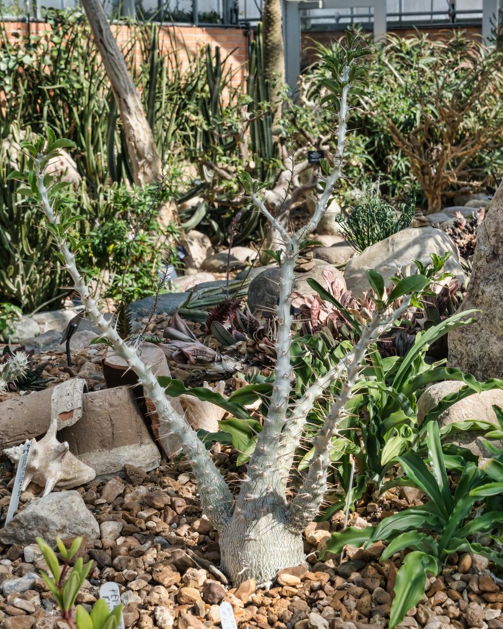 Photo of Kudu Lily (Pachypodium saundersii) uploaded by arctangent