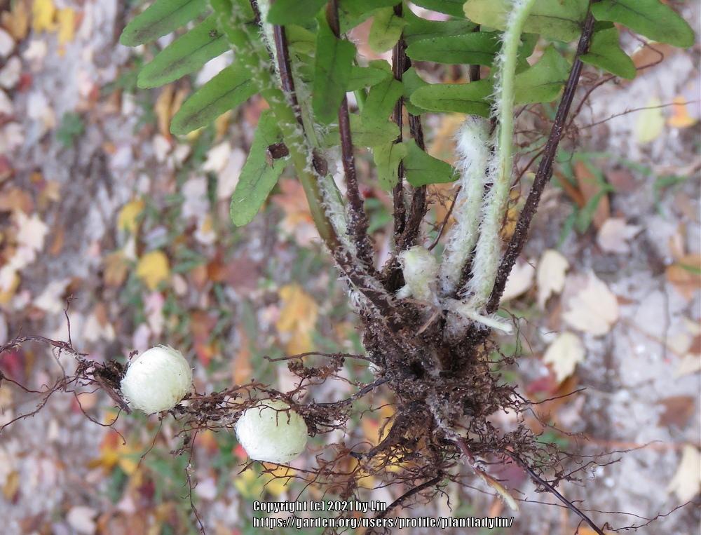 Photo of Southern Sword Fern (Nephrolepis cordifolia) uploaded by plantladylin