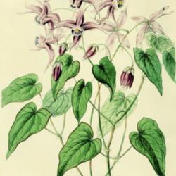 
Date: c. 1840
illustration of Epimedium grandiflorum as E. violaceum by Miss Dr