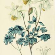 illustration of Aquilegia fragrans as A. glauca by Miss Drake fro