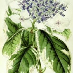 
Date: c. 1852
illustration of Hydrangea macrophylla variegata as H. japonica fo
