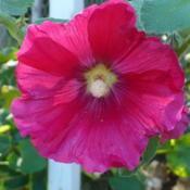 - One of the beautiful colors of the Las Vegas Hollyhocks.