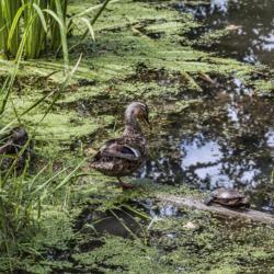 Location: Conservatory, Matthaei Botanical Gardens, Ann Arbor
Date: 2013-08-14
Ducks (mallard, Anas platyrhynchos) and painted turtle (Chrysemys