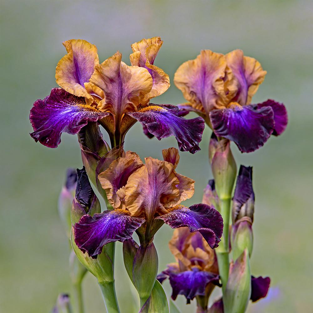 Photo of Intermediate Bearded Iris (Iris 'Parting Glances') uploaded by dirtdorphins