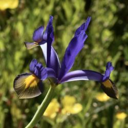 Location: Ann Arbor, Michigan
Date: June 12, 2016
Dutch Iris (Iris x hollandica) bloom