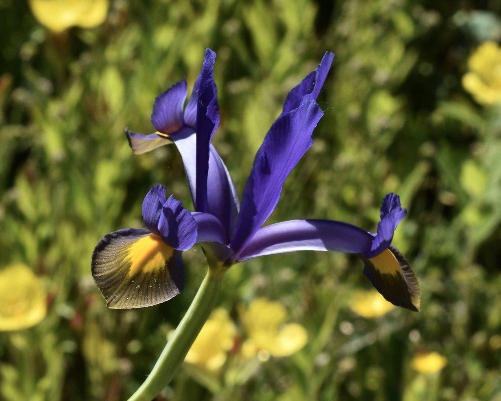 Photo of Dutch Iris (Iris x hollandica) uploaded by dnrevel