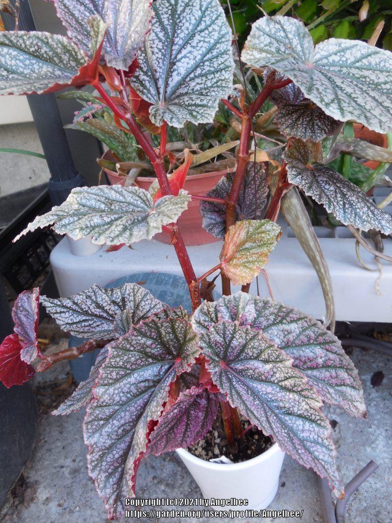 Photo of Cane Begonia (Begonia 'Maurice Amey') uploaded by Angelbee