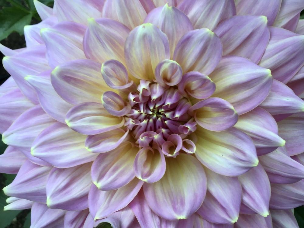 Photo of Dahlia 'Kidd's Climax' uploaded by Lauram847