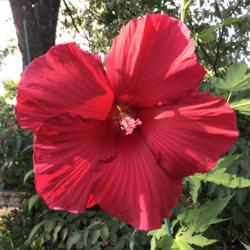 Location: Arlington Heights, Illinois
Date: July 24, 2020
Hibiscus ‘Lord Baltimore’