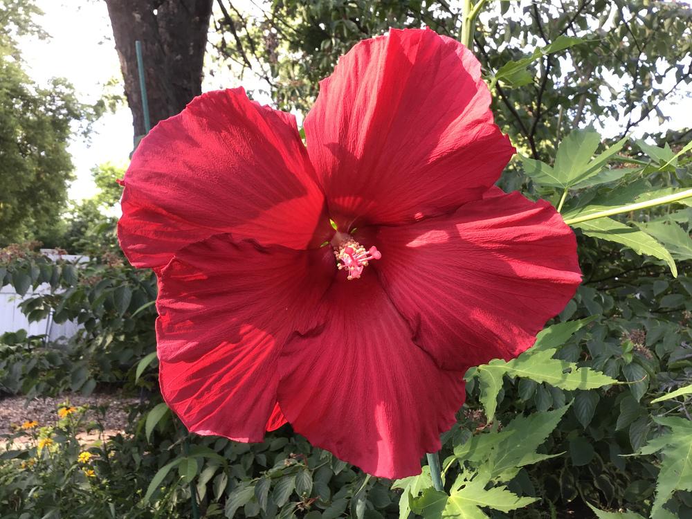 Photo of Hybrid Hardy Hibiscus (Hibiscus 'Lord Baltimore') uploaded by Lauram847
