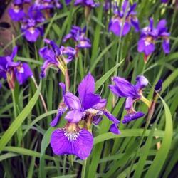 Location: Ann Arbor, Michigan
Date: 2019-06-09
2019-6-9 Siberian Irises coming in