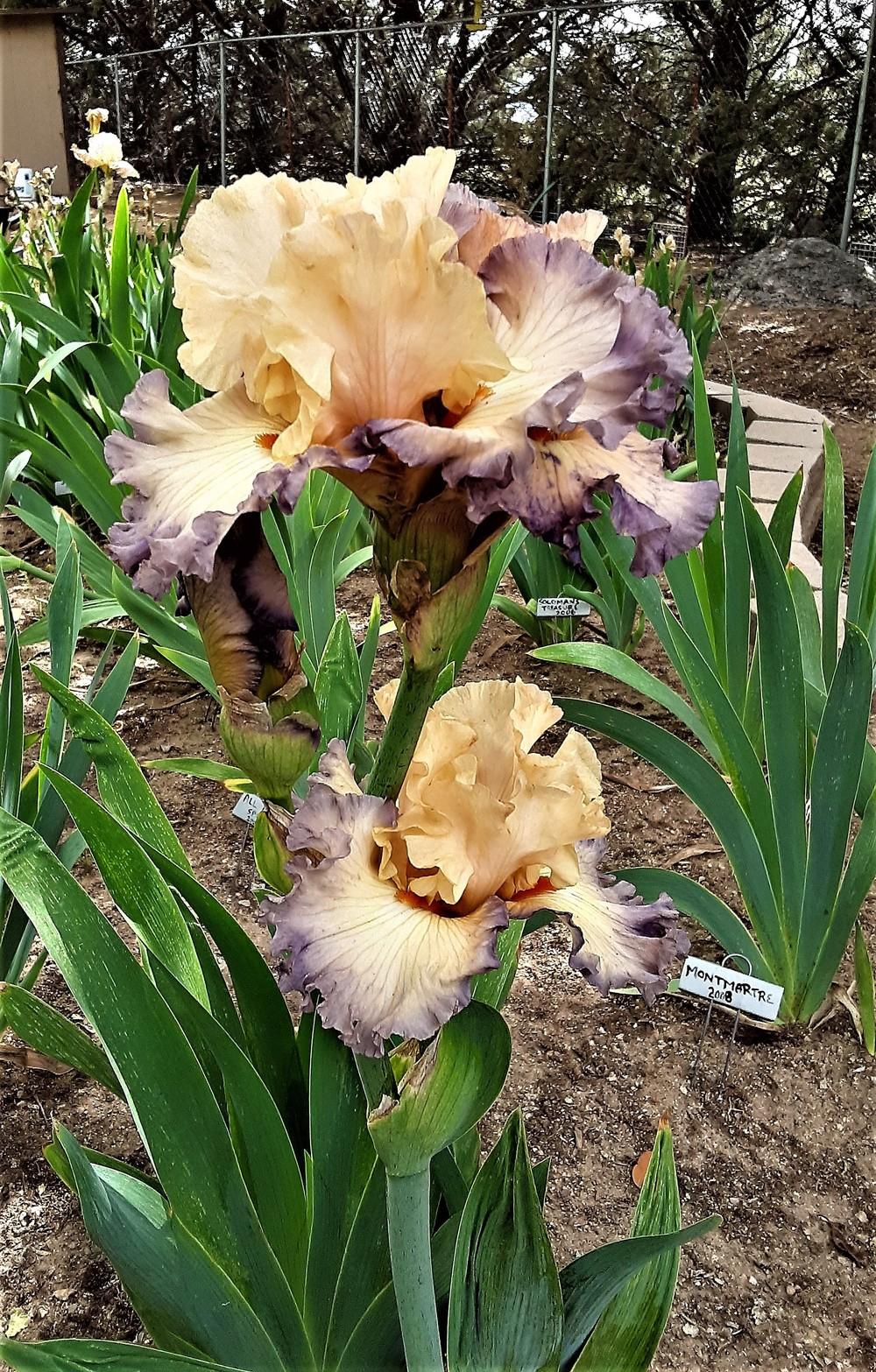 Photo of Tall Bearded Iris (Iris 'Parisian Dawn') uploaded by Bitoftrouble