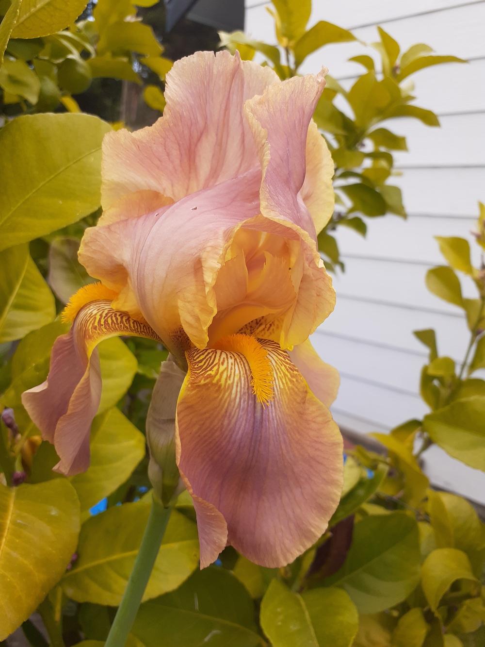 Photo of Tall Bearded Iris (Iris 'Easter Bonnet') uploaded by PaulaHocking