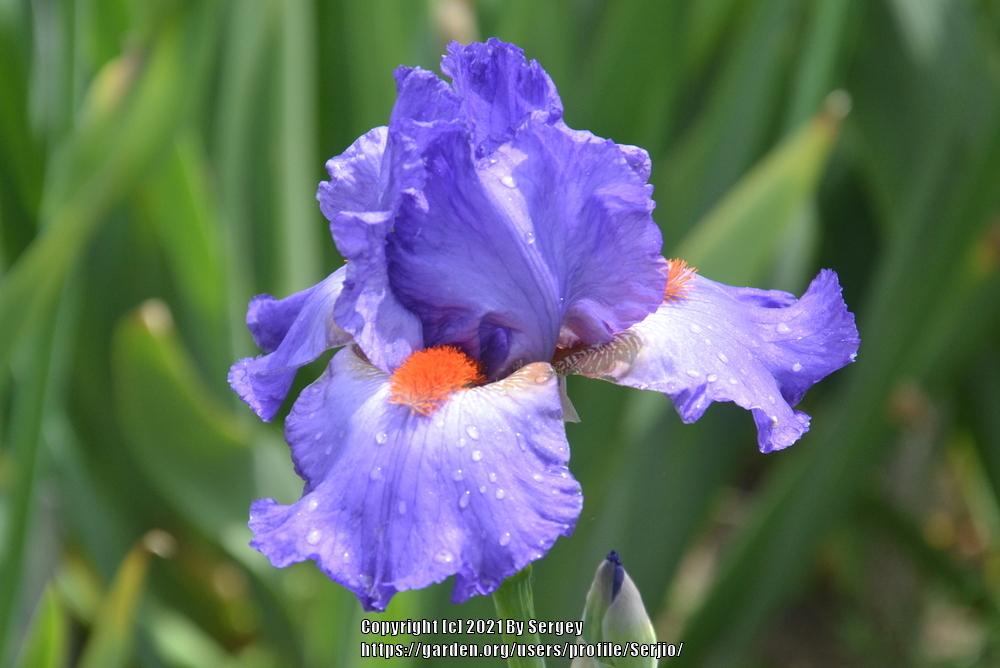 Photo of Tall Bearded Iris (Iris 'Glad') uploaded by Serjio