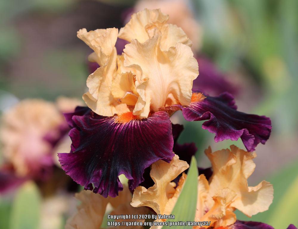 Photo of Tall Bearded Iris (Iris 'Halloween Trick') uploaded by Valery33
