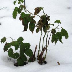 Location: Toronto, Ontario
Date: 2021-01-06
Blackberry (Rubus 'Polar Berry') in winter.