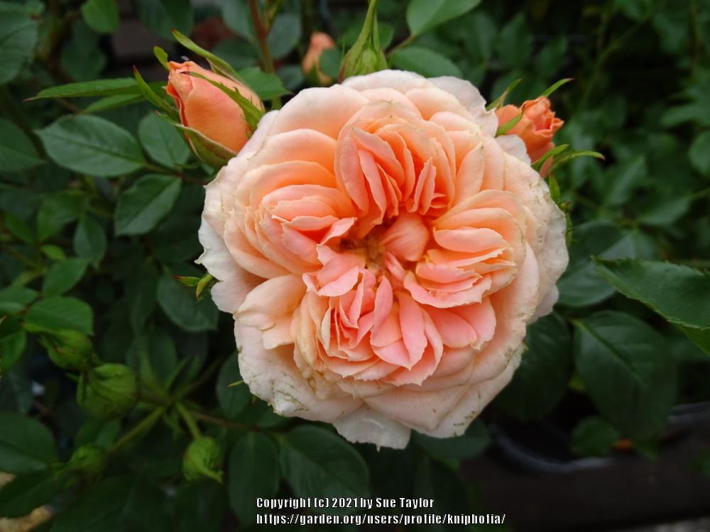 Photo of Rose (Rosa 'Sweet Dream') uploaded by kniphofia