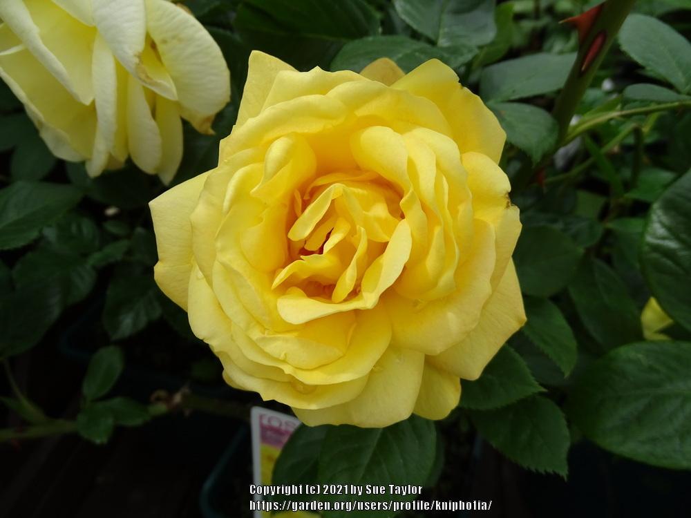 Photo of Rose (Rosa 'Sunsprite') uploaded by kniphofia