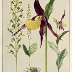 
Date: c. 1913
illustration of Neottia ovata as Listeria ovata (left) and Cyprip