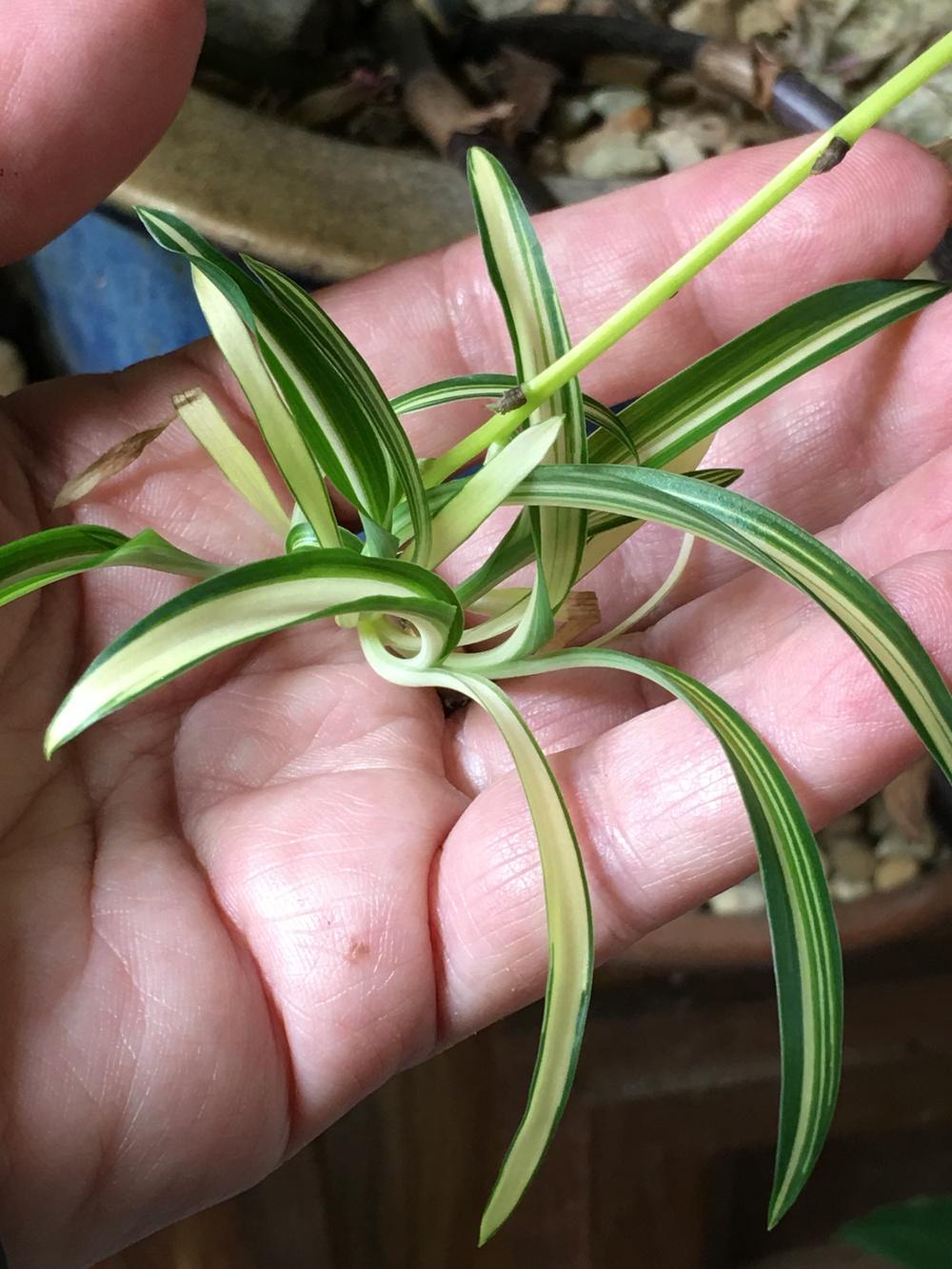 Photo of Variegated Spider Plant (Chlorophytum comosum 'Vittatum') uploaded by antsinmypants