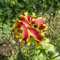 Location: Conservatory, Matthaei Botanical Gardens, Ann Arbor
Date: 2018-04-02
Gloriosa superba, view from the top, showing the petal tips that 